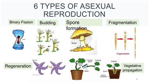 Q2 LESSON 6 Types of Asexual Reproduction.pptx