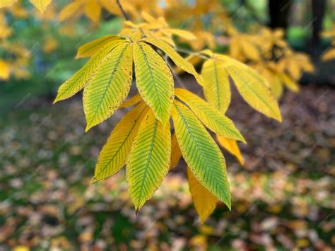 Premium Photo | Aesculus flava, yellow buckeye, common buckeye or sweet ...