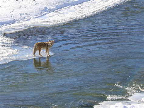 A Closer Look at the Intriguing Coyote Mating Season in Yellowstone ...