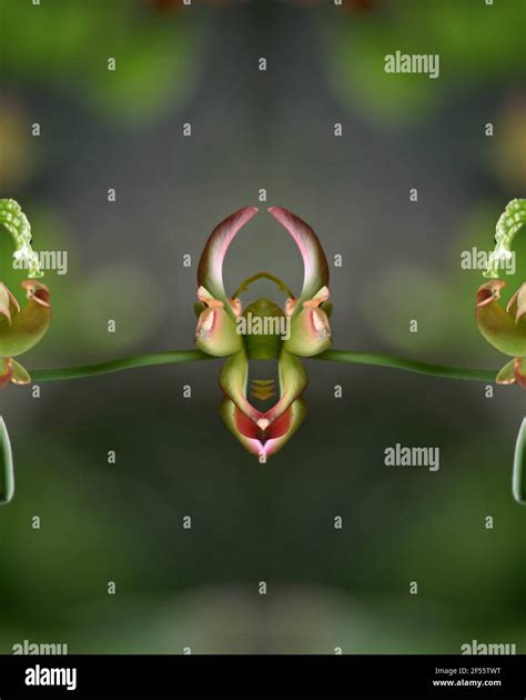 Sarracenia purpurea (Northern pitcher plant) a tropical carnivorous ...