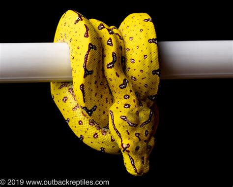 Image result for Manokwari Green Tree Python