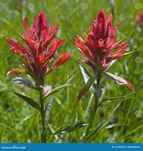 Indian Paint Brush Flower Paintbrush Flowers Wildflowers Stock Photo ...