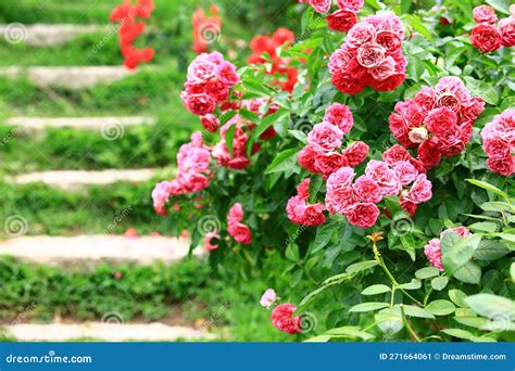 Roses By The Stairs Surprises at Sara Gosman blog
