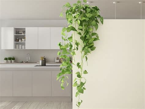 Indoor Climbing Plants How To Support Climbing Plants