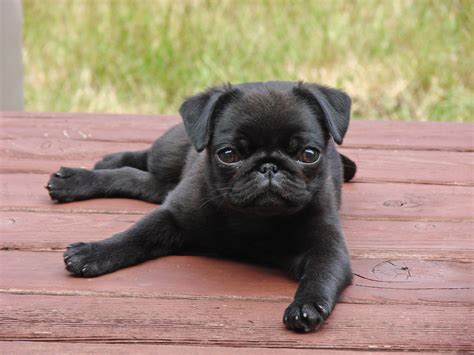 Black Pug Puppies Wallpaper