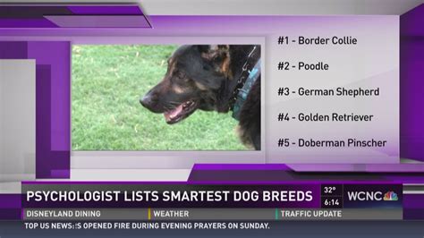 Ranking the smartest dog breeds, according to a psychologist | wcnc.com