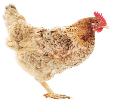 Image result for Hen Design Algorithm