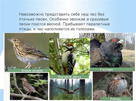 Лесные птицы - фото, описание, список обитателей