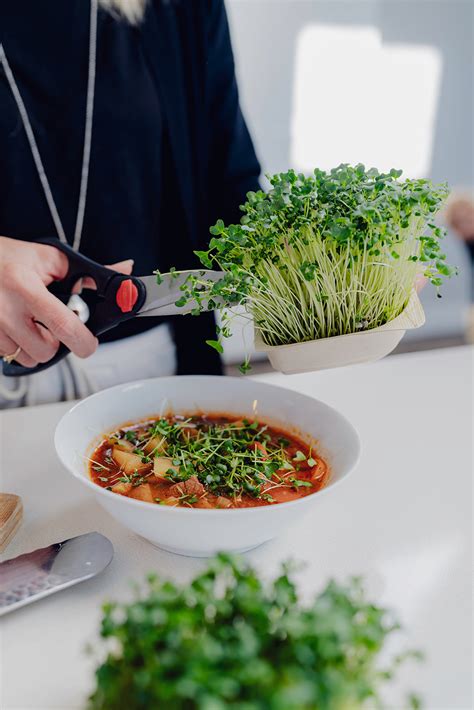 Sapphire Olive Eggers: Friendly Chicken That Lays Green Eggs