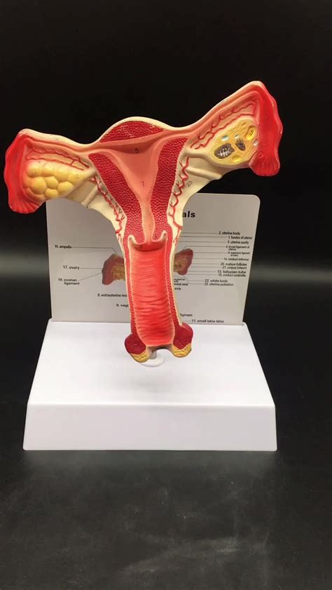 Female Reproduction Model Pathological Anatomical Of Uterus Teaching ...