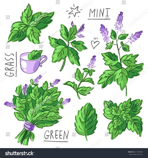 Peppermint Plant Drawing