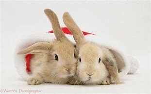 Image result for Christmas Bunnies and Rabbits Images