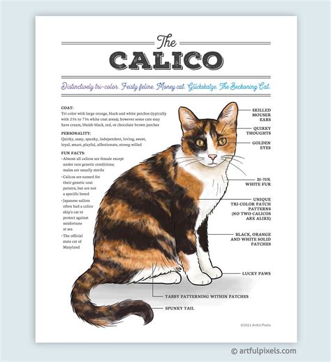 Calico Cat Diagram Art Print | Cat facts, Cat personalities, Calico cat