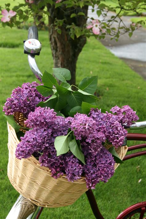 Springtime Flowers 的图像结果