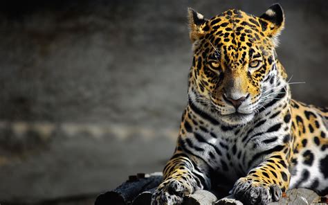 Jaguar Animal Wallpapers - Top Free Jaguar Animal Backgrounds ...