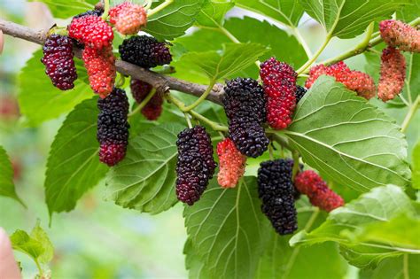 Mulberry Tree Coloring Page [2025]