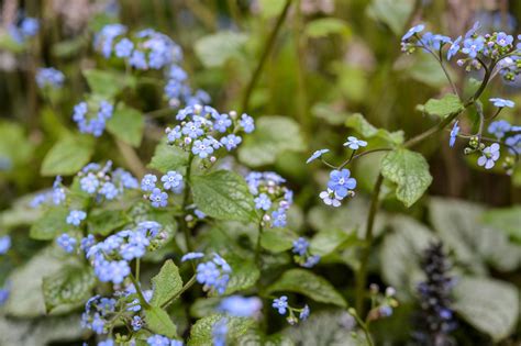 Blue Flowers Pictures