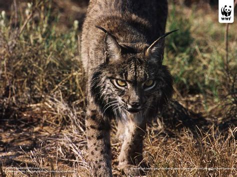 Iberian Lynx Habitat