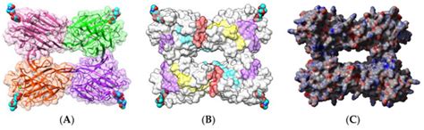 Are Dietary Lectins Relevant Allergens in Plant Food Allergy?