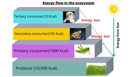 Energy Flow Diagram 的图像结果