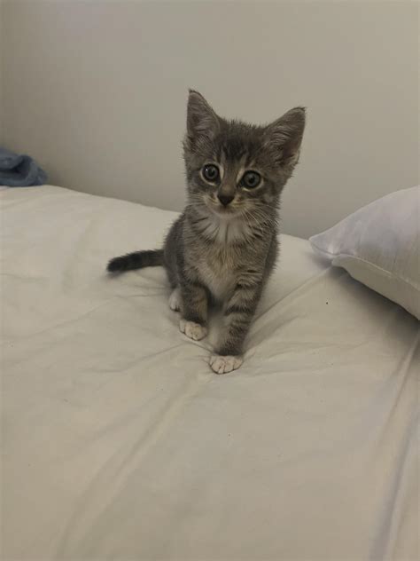 Help me name my new baby girl! (Fire related names a plus) : r/NameMyCat