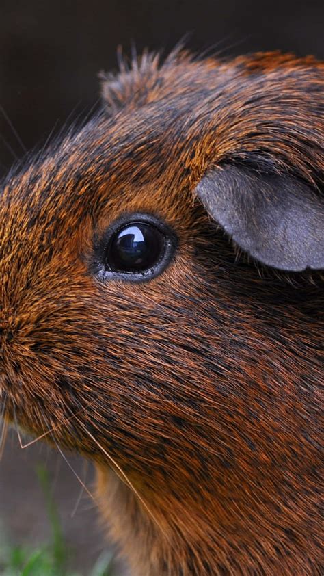 Download a brown guinea pig | Wallpapers.com