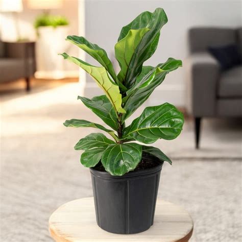 Buy Online Plants, Seeds, Pots – India’s No.1 Plant Nursery!