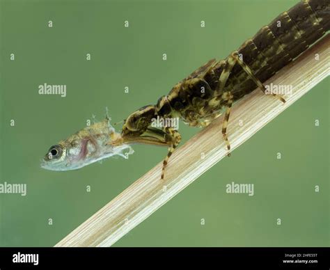 Dragonfly Larvae In Water