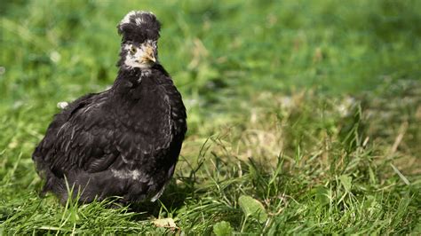 Do Polish Chickens Crow? - Farmpertise