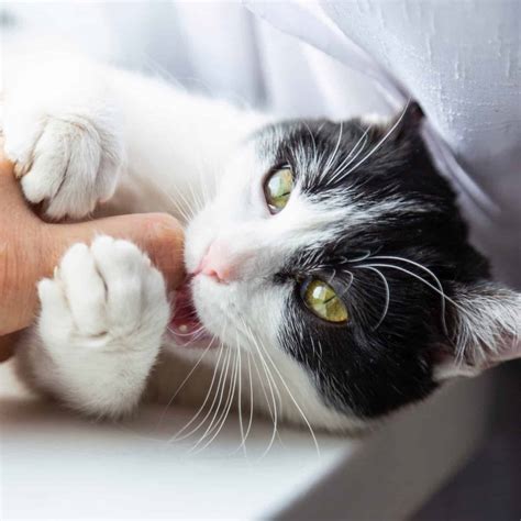 1800PetMeds Review - Must Read This Before Buying