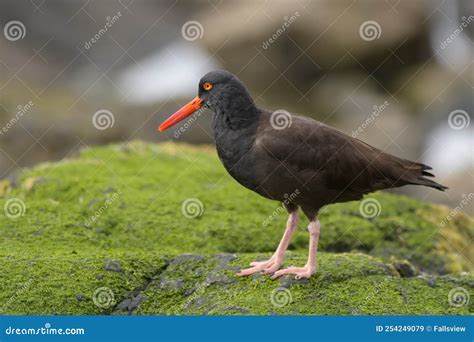 Black Oystercatcher Looking for Food at Seaside Beach Stock Image ...