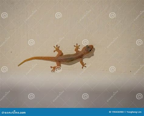Common House Lizard / House Gecko Crawling on a Wall in South East Asia ...