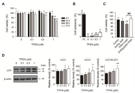 Zinc Deficiency Induces Autophagy in HT-22 Mouse Hippocampal Neuronal ...