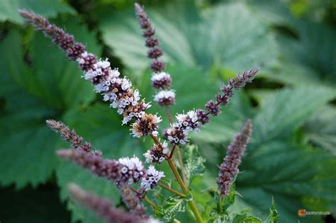 Мята колосистая (Mentha spicata) - Дизайн флора