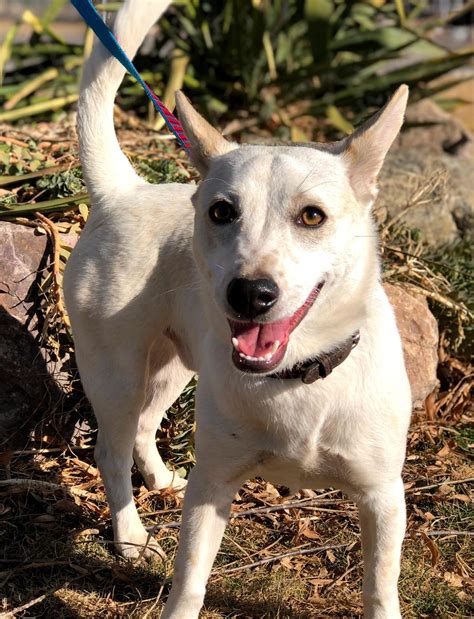 This adorable Corgi/Terrier mix is looking for his fur-ever home