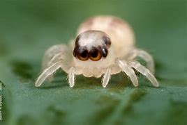 Image result for Cute Fluffy Spider