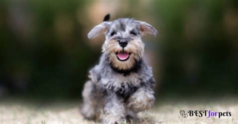 10 Best Dog Breeds For Small Homes - Best For Pets