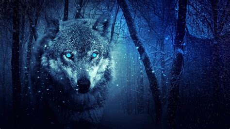 Image result for Wolves Howling Ten Hours