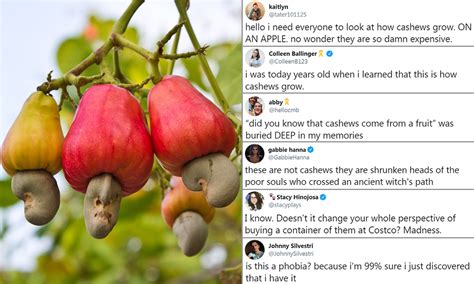 How Do Cashews Grow The Nationals Cashew Gene Bank Of India And Cashew