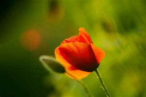 When To Plant Poppy Seeds - PlantopiaHub - Your Ultimate Destination ...