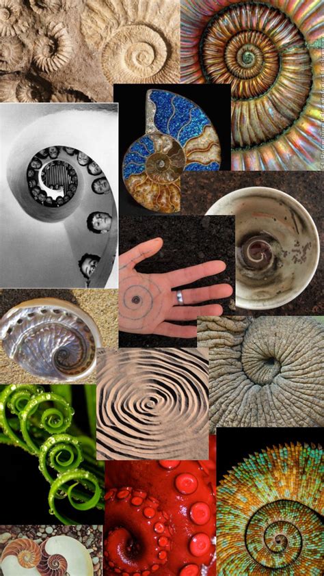 Pin by Benzxzxz on Concept art in 2025 | Spirals in nature, Fibonacci ...