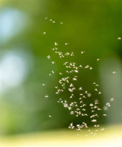 Pest control experts reveal how to get rid of gnats…