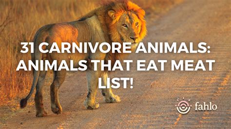 31 Carnivore Animals: Animals That Eat Meat List! | Fahlo