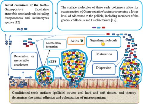 Dental Plaque Biofilm
