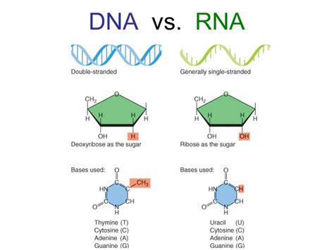 Image result for RNA DNA Explained