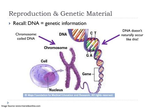 Image result for Gene Decoding