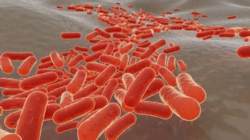 E. coli Infection: Types, Symptoms, Transmission, and Prevention ...