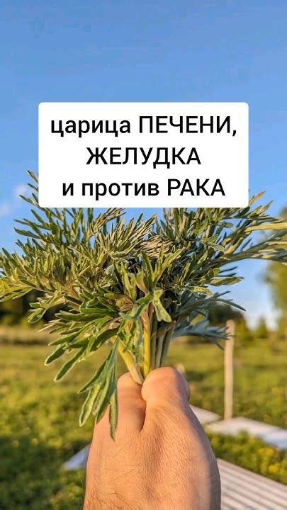 Полынь горькая - царица ПЕЧЕНИ и желудка. И при раке #травы # ...