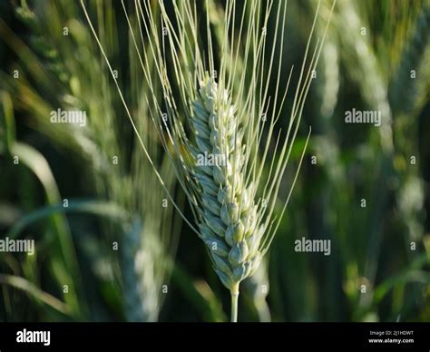 Carbs In Half Ear Of Corn at Isabel Spiegel blog