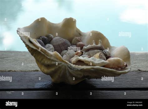 Image result for Finding Tropical Shells